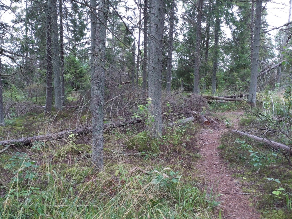 Üraskikahjud kuusemetsas