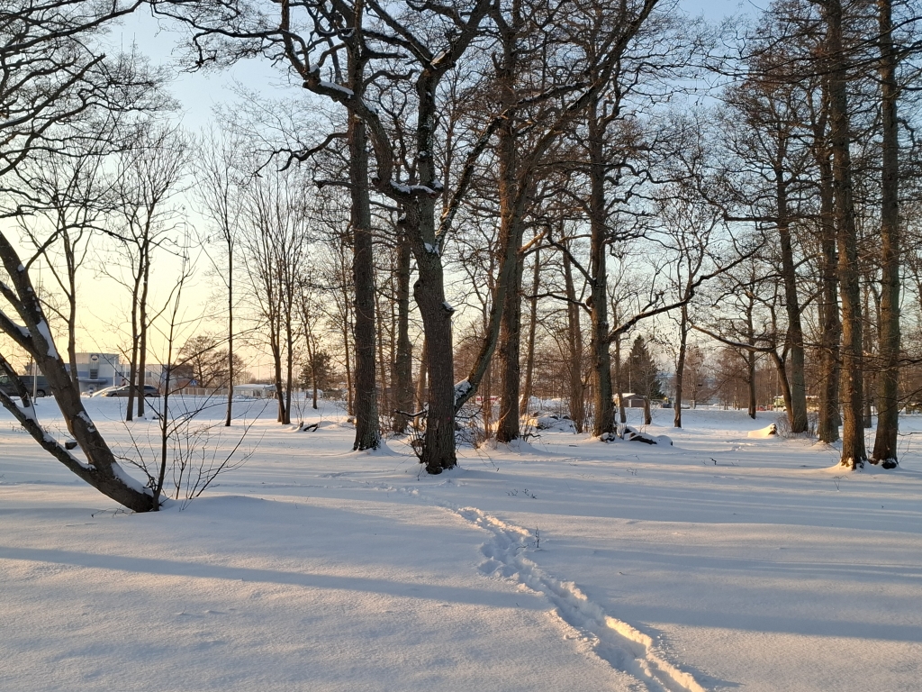 Viimsi mõisa park talvel