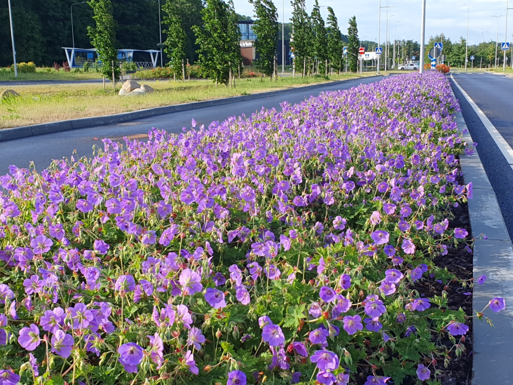 Lillepeenar