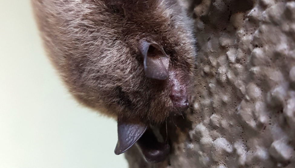 Nahkhiir