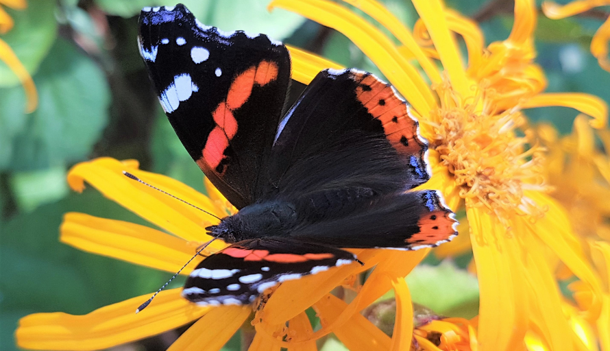 Liblikas admiral
