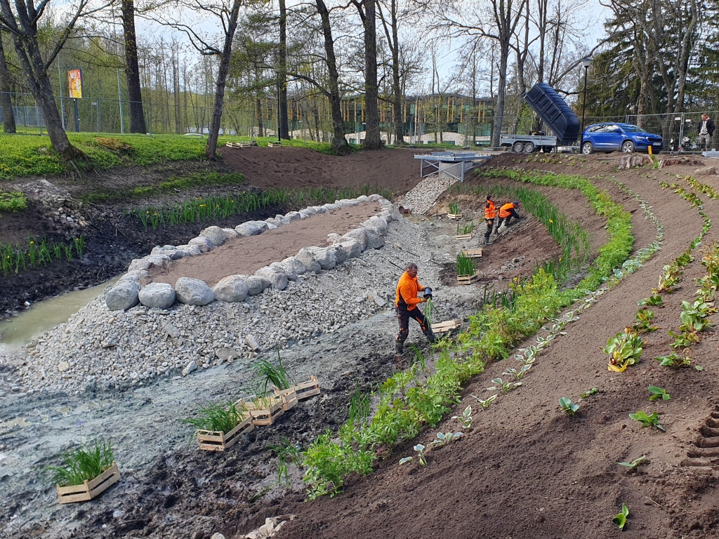 Viimsi mõisa park, taimestatud alade rajamine ülemistel kallastel