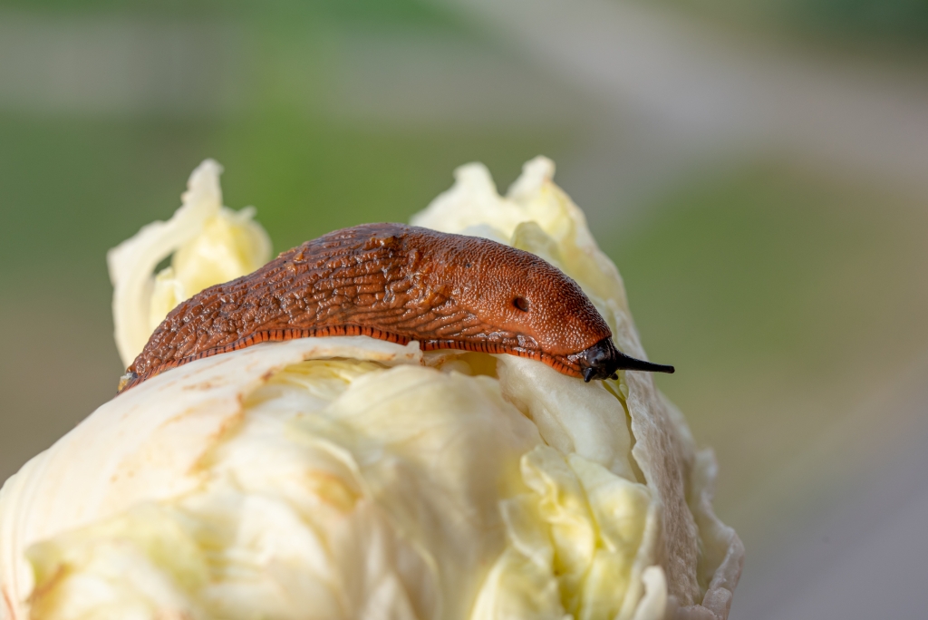 Hispaania teetigu