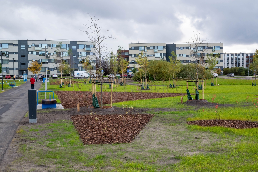 Tammede park