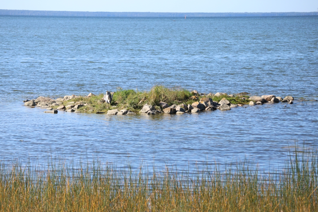 Vaade Luugi runduki laiule. Üksik hallhaigur on tulnud end päikese kätte soojendama. 